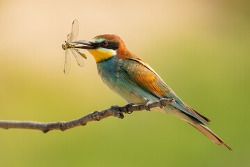 bee-eater with a dragonfly