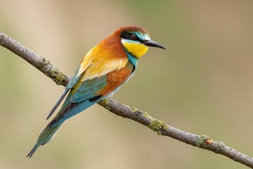 european bee eater