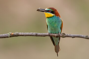 bee eater perched on a branch