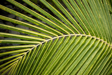 palm tree leaf