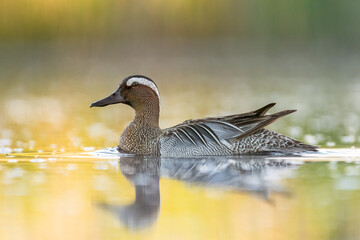 Garganey swimming