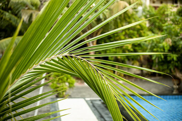 Plakat palm tree in the garden
