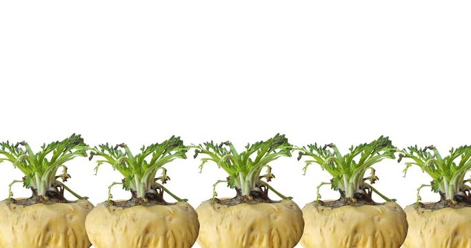 Fresh Maca roots or Peruvian ginseng on white background (lat. Lepidium meyenii) (Selective focus, Focus on maca roots on the front)