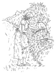 Woman harvesting berries on a coffee plantation. Engraving black vintage