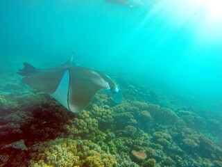 Obraz na płótnie Canvas Manta ray on a reef in Fiji
