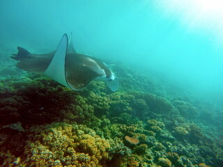 Fototapeta na wymiar Manta ray on a reef in Fiji