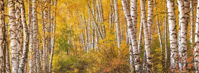 Fototapeten Birch grove on sunny autumn day, beautiful landscape through foliage and tree trunks, panorama, horizontal banner © rustamank
