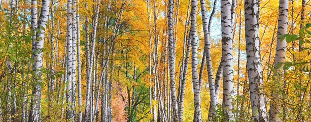 Foto op Canvas Berkenbos op zonnige herfstdag, prachtig landschap door gebladerte en boomstammen, panorama, horizontale banner © rustamank