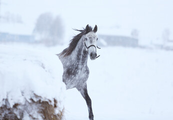 horse in snow