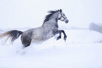 Fototapeta na wymiar running horse in winter