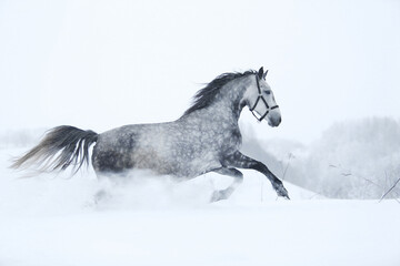 horse in snow