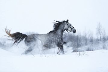 Fototapeta na wymiar horse running in snow