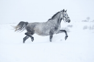 Fototapeta na wymiar horse in winter