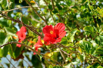 Hibiscus bush in Fiji
