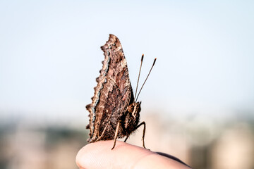A beautiful butterfly on my finger. Butterfly on mini heart hand.