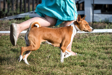 A red basenji running on the grass in a summer. Basenji Kongo Terrier Dog.