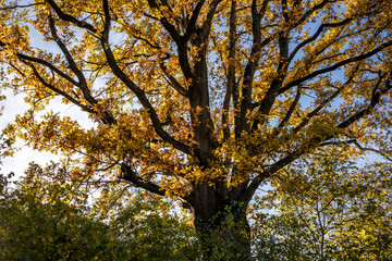 autumn leaves in the forest