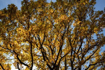 autumn trees against sky