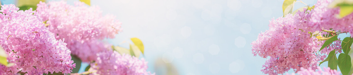 Fototapeta premium Branch of blossoming Syringa vulgaris, the lilac or common lilac. Springtime landscape with bunch of violet flowers. Horizontal banner with copy space for text