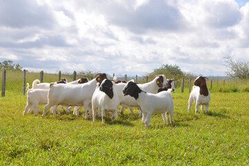 A group of great Boer goats grazing on the farm's green pastures