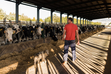 Male farmer working in a cowshed on a dairy farm. Dairy farm and livestock industry concept.