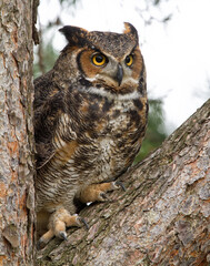 Great Horned Owl with Feathers Fluffed