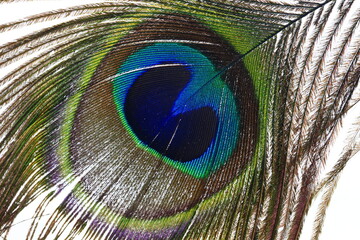 The peacock's feathers, close-up shot