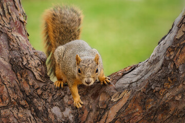 Fox squirrel, Sciurus niger, sitting on branch, posing fluffy tail. Also known as eastern or Bryant's fox squirrel. Urban wildlife. Largest species of tree squirrel in North America. Denver, Colorado