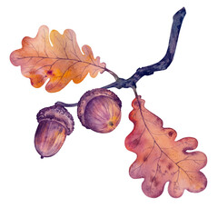 Autumn oak branch with acorns and orange leaves