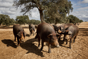 Cerdo ibérico criado con bellota en la dehesa de Extremadura en una piara de guarros de pata negra rodeados de encinas.