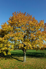 Ahornbaum in gelber Herbstf&auml;rbung