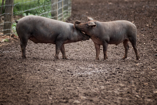 Cerdo ib&eacute;rico criado con bellota en la dehesa de Extremadura en una piara de guarros de pata negra rodeados de encinas.