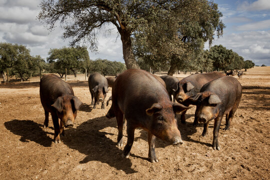 Cerdo ib&eacute;rico criado con bellota en la dehesa de Extremadura en una piara de guarros de pata negra rodeados de encinas.