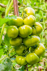 Reportage sur la culture de tomates