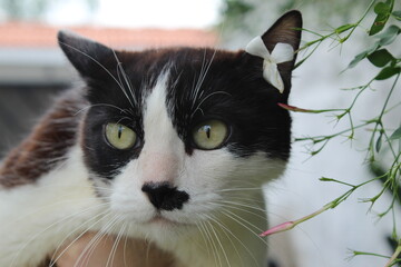 carade gato con flor 