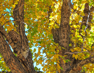 Obraz premium Two Great Horned Owls camouflaged beside the bark of this tall poplar tree in deep colors of the fall leaves 