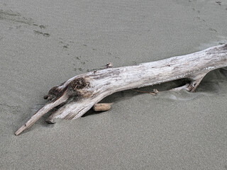 写真素材：海辺の砂場に佇む流木1
