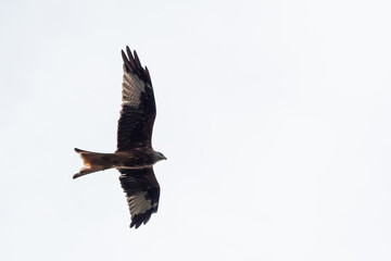 Rotmilan im Flug