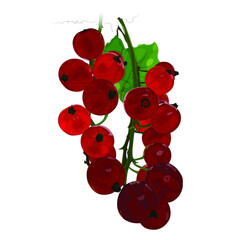 Vector illustration of a red currant branch, isolated image on a white background. EPS 10