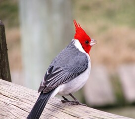 Cardenal copete rojo