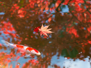 錦鯉と紅葉の風景