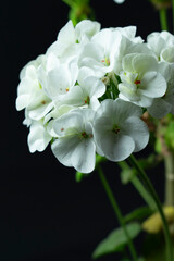 Fototapeta na wymiar White flower on black