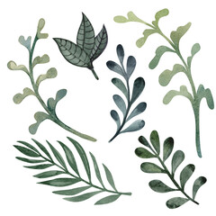 set of green leaves from the forest