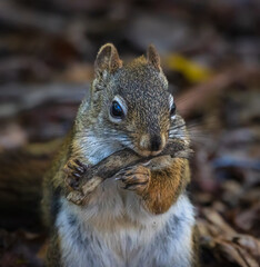 Close up image of a red-tailed squirrel eating a twig in the fall. The squirrel is facing the viewer and the paws and nails are clear as he chews away on the twig.