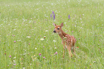 White Tailed Fawn in Wildflowers Looking over its Shoulder