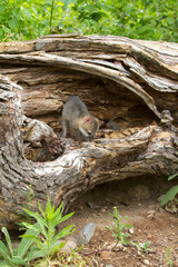 Baby Grey Fox in Den
