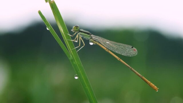 A Citrine Forktail damselfly (Ischnura hastata) performs a bit of self cleaning. Raleigh, North Carolina.