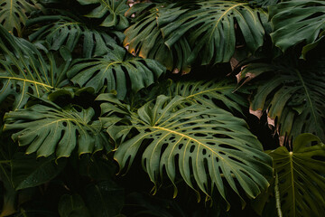 Monstera Leaves