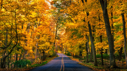 Naklejka na ściany i meble road in autumn forest