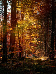 Sunlit clearing in colorful autumn forest. 